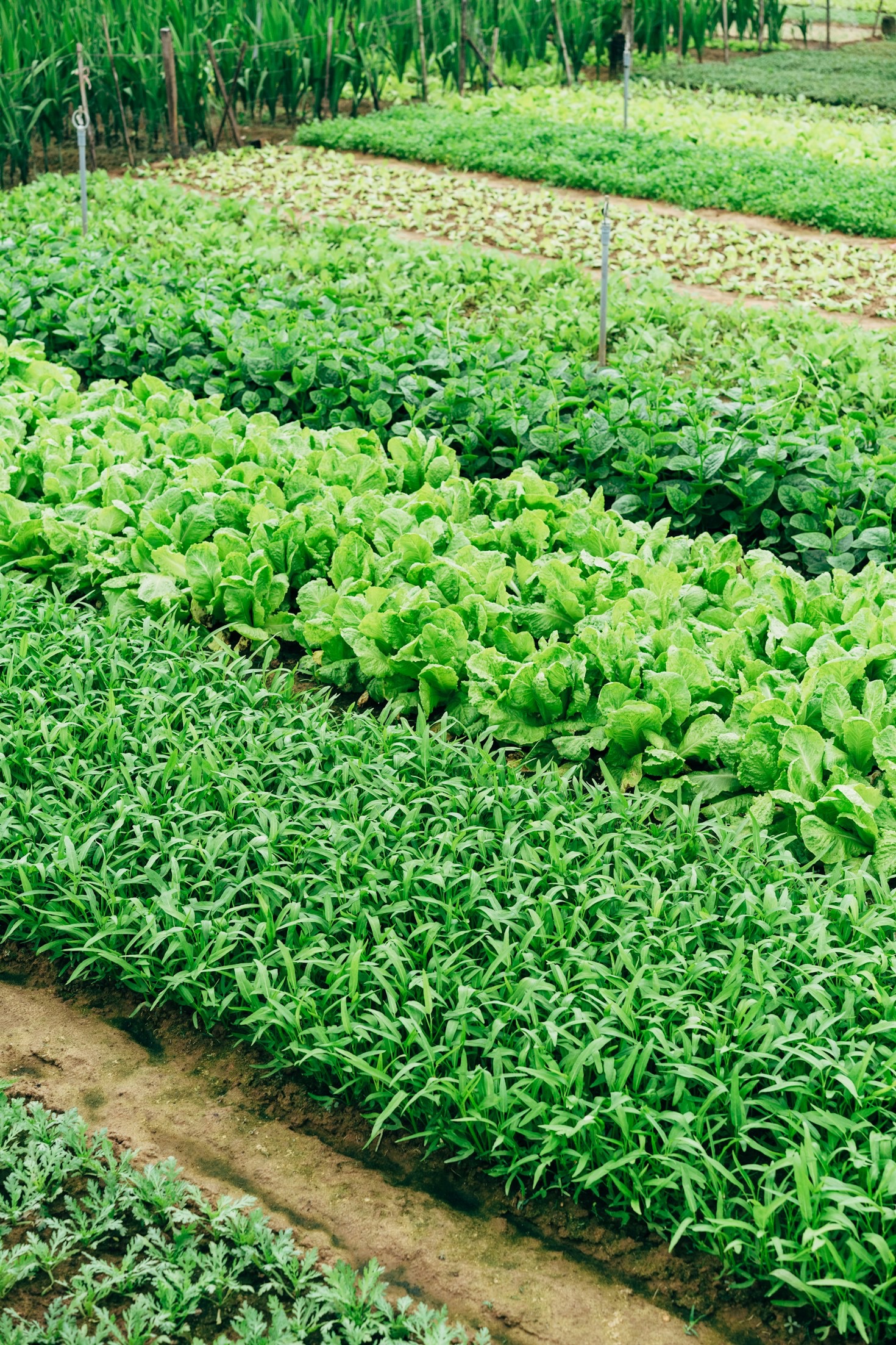 The Importance of Community in Central Yukon Farming