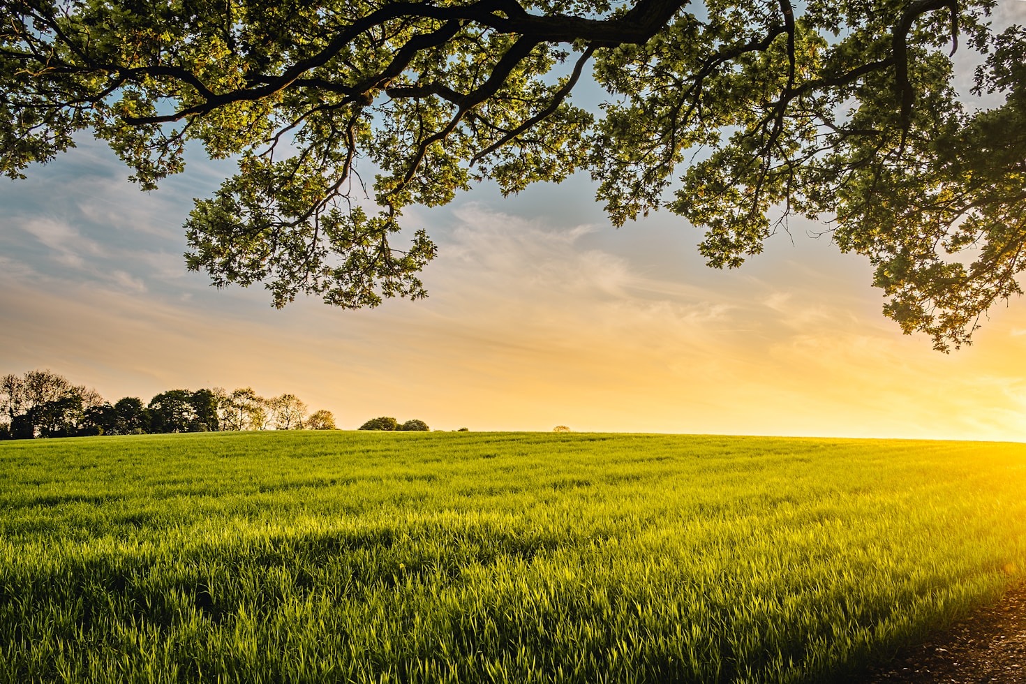 How to Get Involved with Local Agriculture Networks