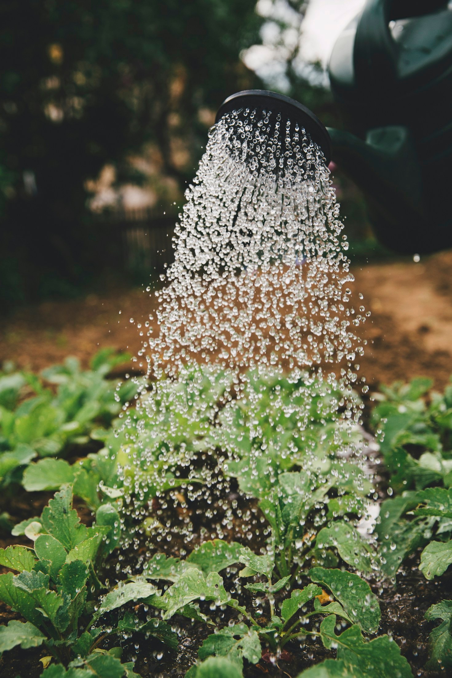 The Role of Education in Agricultural Growth
